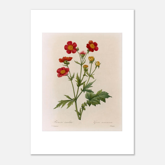 Illustration botanique de la Benoite Écarlate par Pierre-Joseph Redouté (50x70 cm). Planche botanique de Pierre-Joseph Redouté représentant une Benoite écarlate aux fleurs rouges et jaunes avec des feuilles vertes.