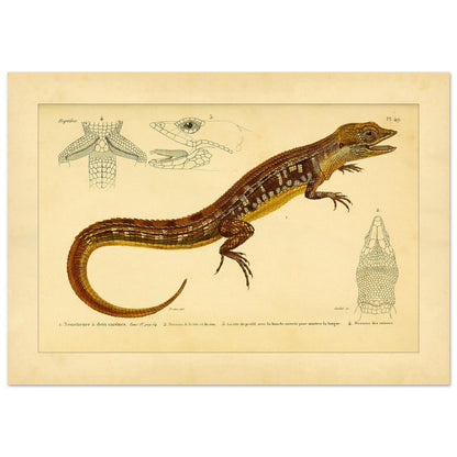 Reproduktion der zweikieligen Neusticurus-Echse: Illustration (21x29,7 cm (A4)). Naturgeschichtliche Tafel mit der Darstellung einer doppelgekielten Neusticurus-Eidechse samt anatomischen Details von Kopf und Beinen.