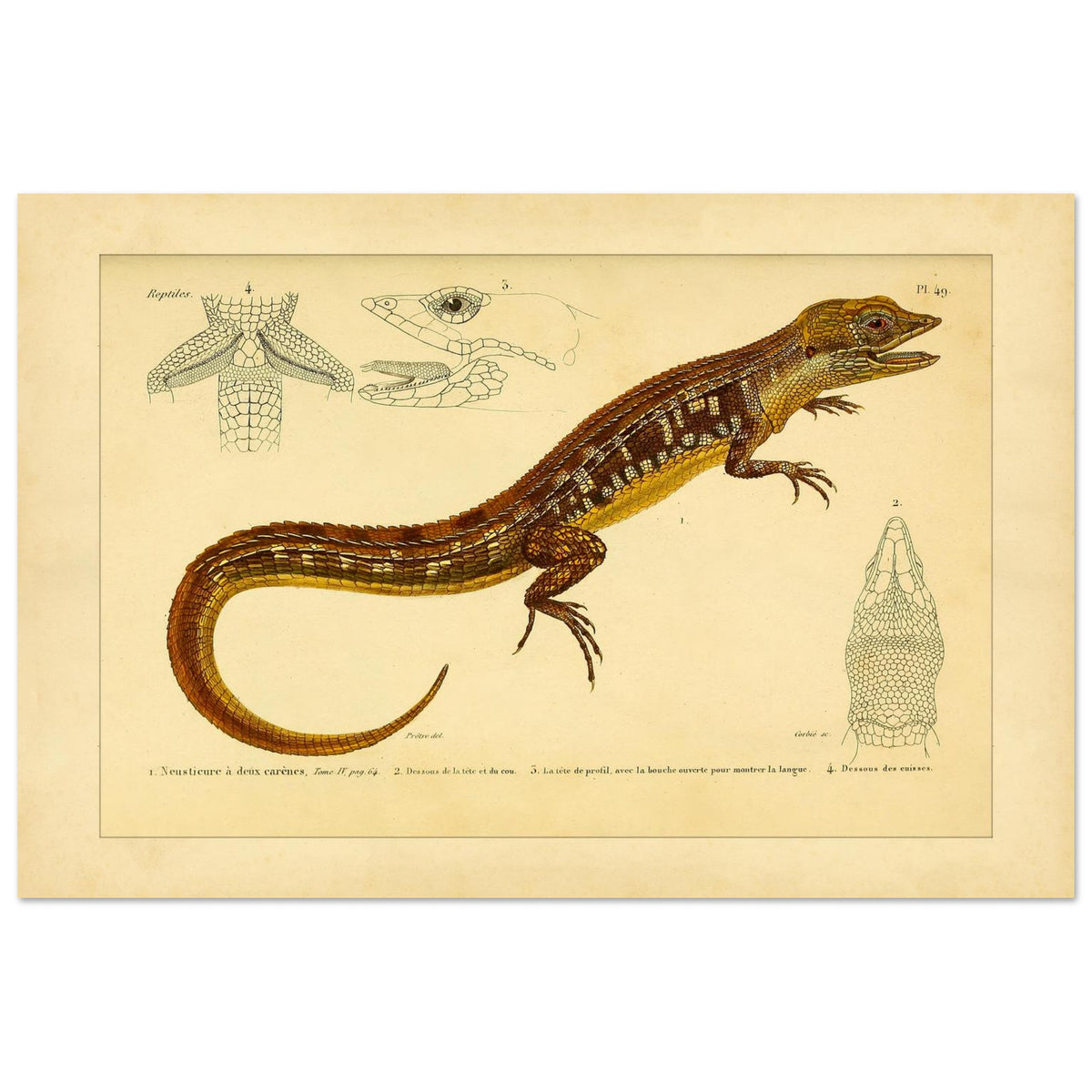 Reproduktion der zweikieligen Neusticurus-Echse: Illustration (40x60 cm). Naturgeschichtliche Tafel mit der Darstellung einer doppelgekielten Neusticurus-Eidechse samt anatomischen Details von Kopf und Beinen.
