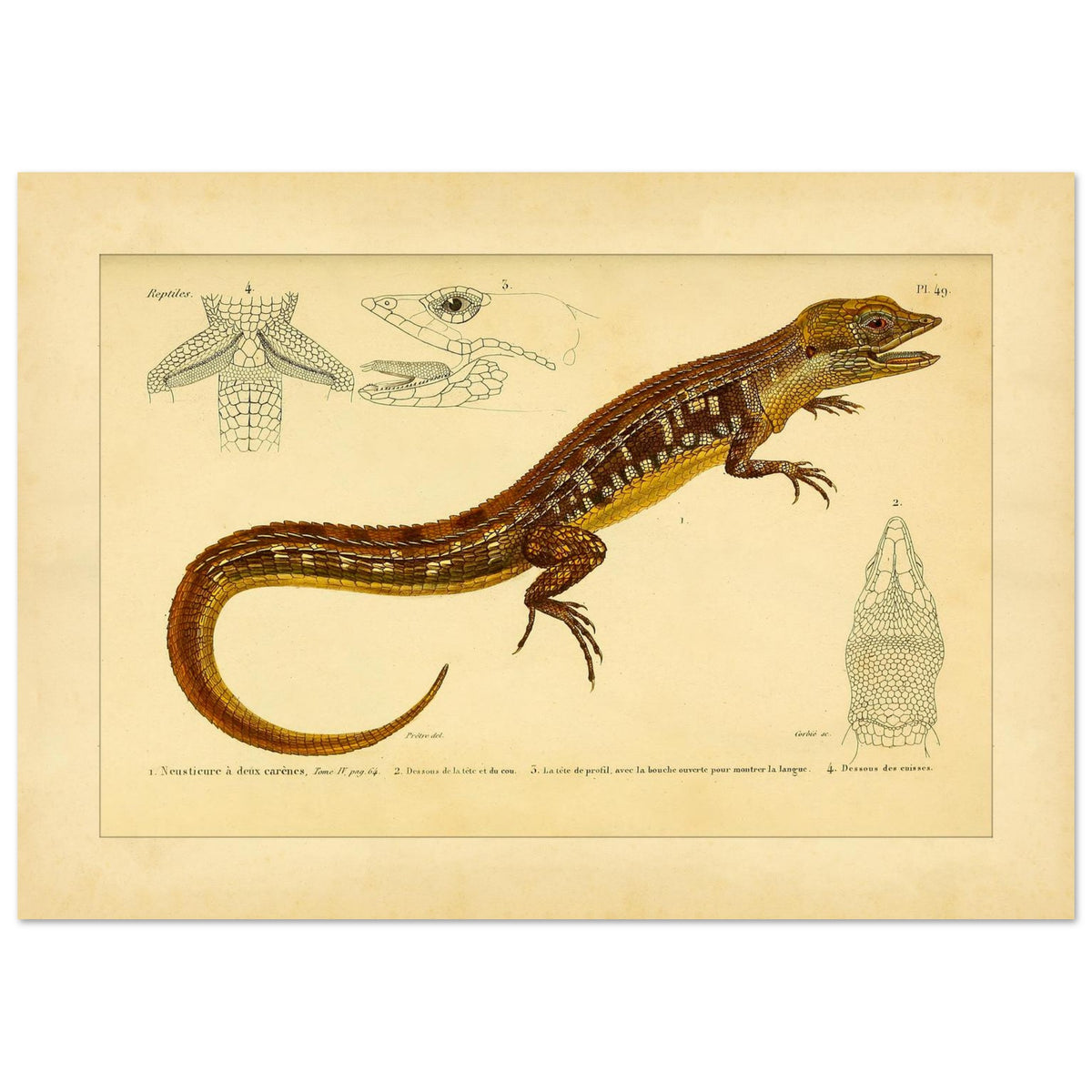 Reproduktion der zweikieligen Neusticurus-Echse: Illustration (42x59,4 cm (A2)). Naturgeschichtliche Tafel mit der Darstellung einer doppelgekielten Neusticurus-Eidechse samt anatomischen Details von Kopf und Beinen.