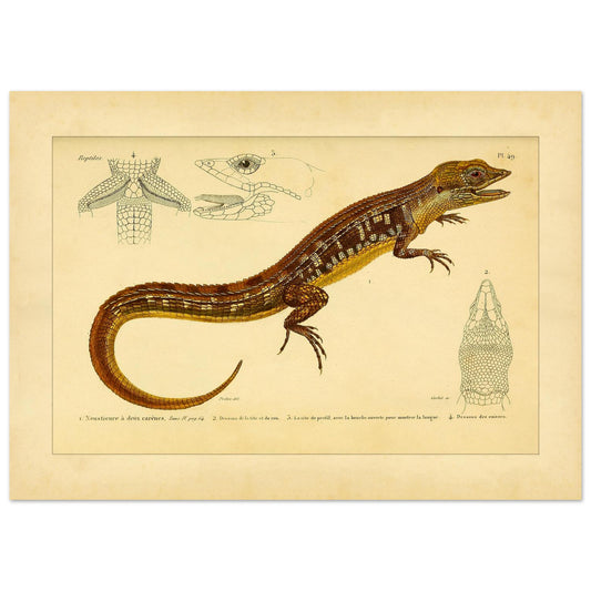 Reproduktion der zweikieligen Neusticurus-Echse: Illustration (50x70 cm). Naturgeschichtliche Tafel mit der Darstellung einer doppelgekielten Neusticurus-Eidechse samt anatomischen Details von Kopf und Beinen.