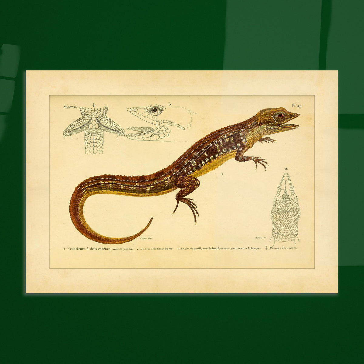 Reproduktion der zweikieligen Neusticurus-Echse: Illustration. Naturgeschichtliche Tafel mit der Darstellung einer doppelgekielten Neusticurus-Eidechse samt anatomischen Details von Kopf und Beinen.
