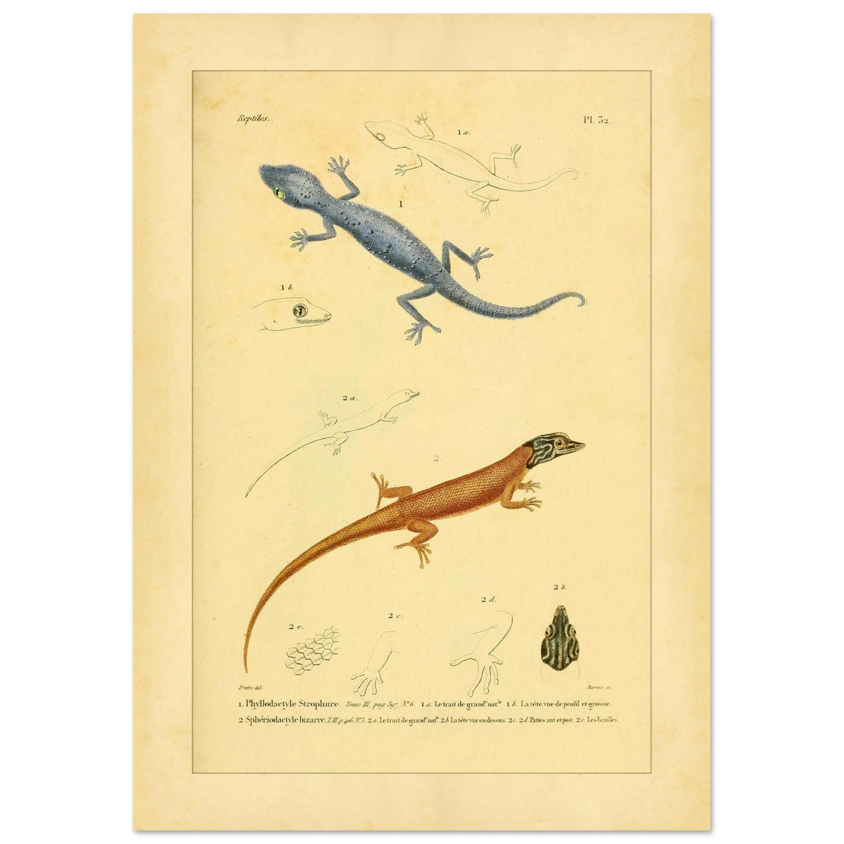 Illustrationen von Phyllodactylus strophurus und Sphärodactylus, enzyklopädische Reproduktion (21x29,7 cm (A4)). Wissenschaftliche Tafel zur Illustration zweier Eidechsenarten, einer blaugrauen und einer orangebraunen, mit anatomischen Details ihrer Füße und Köpfe.