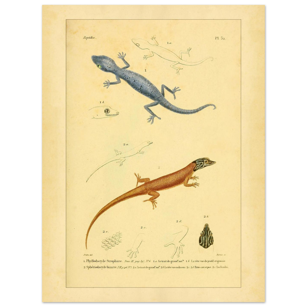 Illustrationen von Phyllodactylus strophurus und Sphärodactylus, enzyklopädische Reproduktion (30x40 cm). Wissenschaftliche Tafel zur Illustration zweier Eidechsenarten, einer blaugrauen und einer orangebraunen, mit anatomischen Details ihrer Füße und Köpfe.