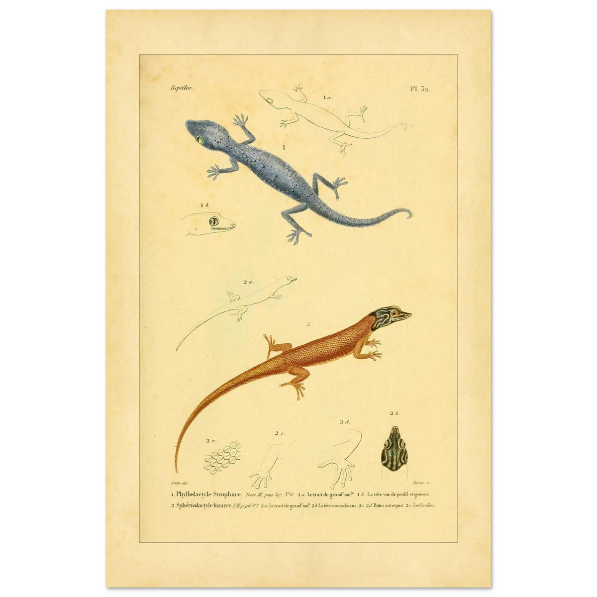Illustrationen von Phyllodactylus strophurus und Sphärodactylus, enzyklopädische Reproduktion (40x60 cm). Wissenschaftliche Tafel zur Illustration zweier Eidechsenarten, einer blaugrauen und einer orangebraunen, mit anatomischen Details ihrer Füße und Köpfe.