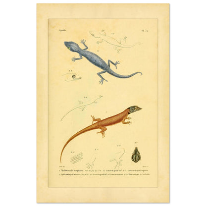 Illustrationen von Phyllodactylus strophurus und Sphärodactylus, enzyklopädische Reproduktion (40x60 cm). Wissenschaftliche Tafel zur Illustration zweier Eidechsenarten, einer blaugrauen und einer orangebraunen, mit anatomischen Details ihrer Füße und Köpfe.