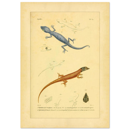 Illustrationen von Phyllodactylus strophurus und Sphärodactylus, enzyklopädische Reproduktion (42x59,4 cm (A2)). Wissenschaftliche Tafel zur Illustration zweier Eidechsenarten, einer blaugrauen und einer orangebraunen, mit anatomischen Details ihrer Füße und Köpfe.