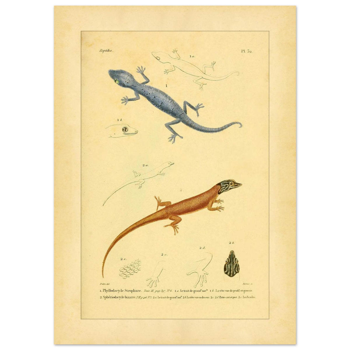 Illustrationen von Phyllodactylus strophurus und Sphärodactylus, enzyklopädische Reproduktion (50x70 cm). Wissenschaftliche Tafel zur Illustration zweier Eidechsenarten, einer blaugrauen und einer orangebraunen, mit anatomischen Details ihrer Füße und Köpfe.