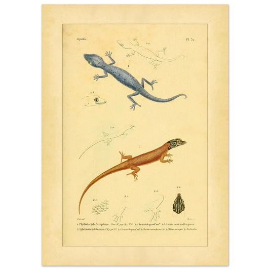 Illustrationen von Phyllodactylus strophurus und Sphärodactylus, enzyklopädische Reproduktion (50x70 cm). Wissenschaftliche Tafel zur Illustration zweier Eidechsenarten, einer blaugrauen und einer orangebraunen, mit anatomischen Details ihrer Füße und Köpfe.