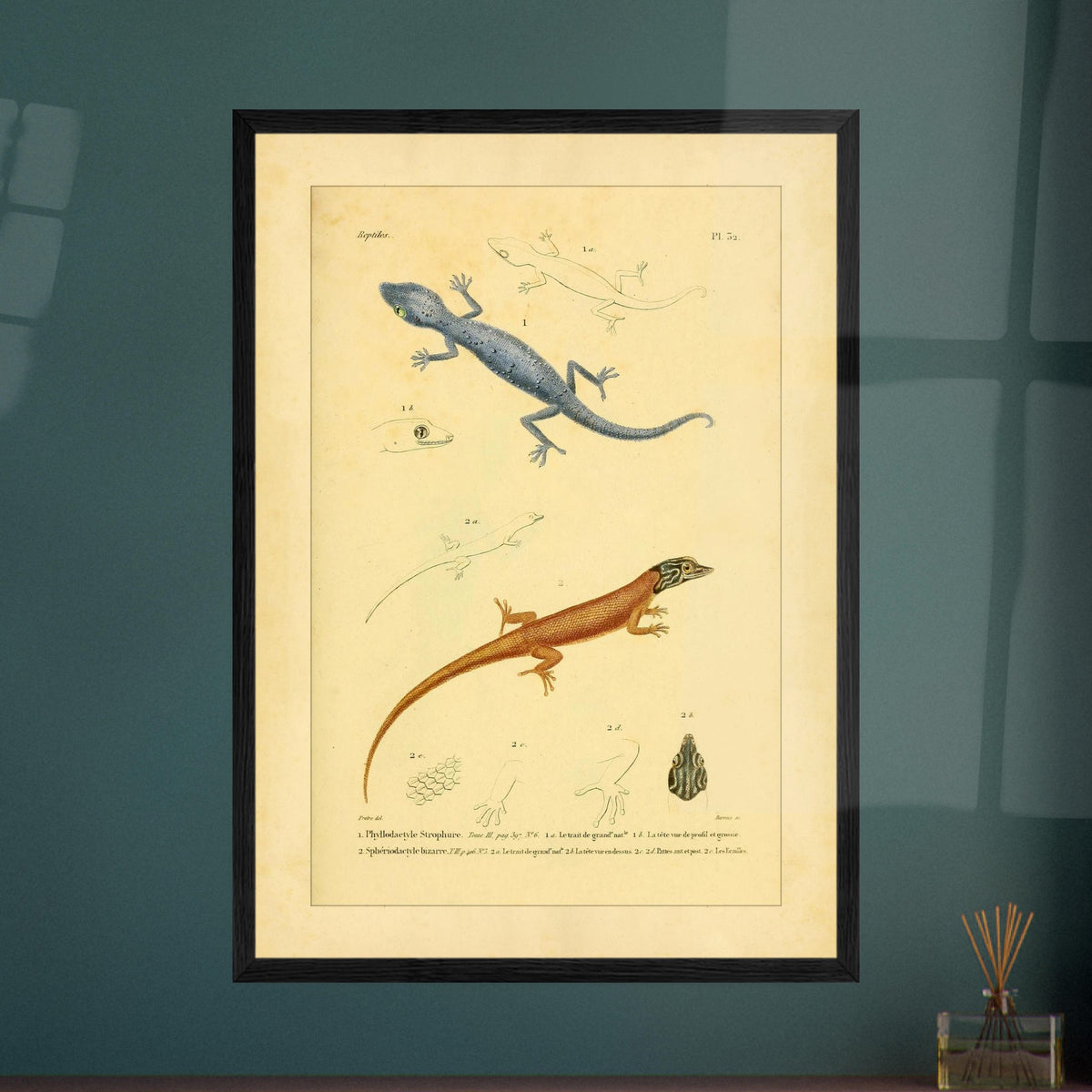 Illustrationen von Phyllodactylus strophurus und Sphärodactylus, enzyklopädische Reproduktion. Wissenschaftliche Tafel zur Illustration zweier Eidechsenarten, einer blaugrauen und einer orangebraunen, mit anatomischen Details ihrer Füße und Köpfe.