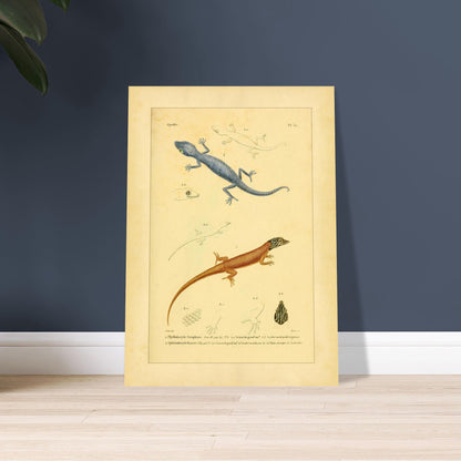 Illustrationen von Phyllodactylus strophurus und Sphärodactylus, enzyklopädische Reproduktion. Wissenschaftliche Tafel zur Illustration zweier Eidechsenarten, einer blaugrauen und einer orangebraunen, mit anatomischen Details ihrer Füße und Köpfe.