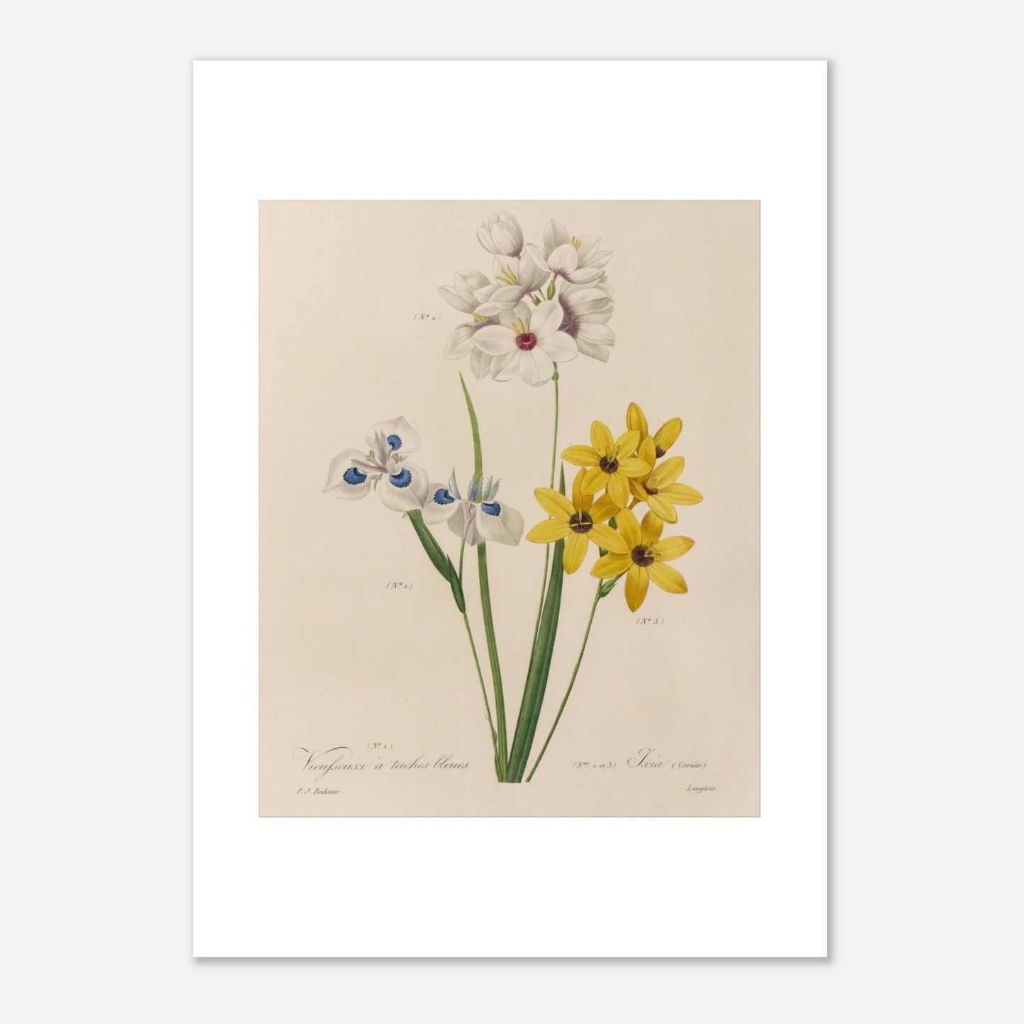 Reproduction planche botanique Vieusseuxia à Taches Bleues Redouté (21x29,7 cm (A4)). Planche botanique ancienne de Vieusseuxia à Taches Bleues par Pierre-Joseph Redouté, montrant des fleurs blanches, bleues et jaunes sur fond beige.