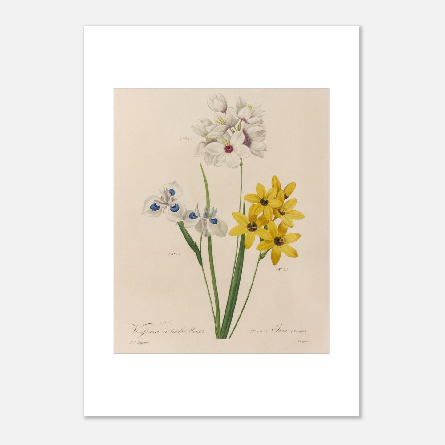 Reproduction planche botanique Vieusseuxia à Taches Bleues Redouté (29,7x42 cm (A3)). Planche botanique ancienne de Vieusseuxia à Taches Bleues par Pierre-Joseph Redouté, montrant des fleurs blanches, bleues et jaunes sur fond beige.