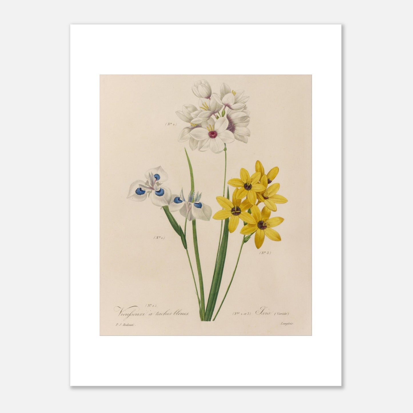 Reproduction planche botanique Vieusseuxia à Taches Bleues Redouté (30x40 cm). Planche botanique ancienne de Vieusseuxia à Taches Bleues par Pierre-Joseph Redouté, montrant des fleurs blanches, bleues et jaunes sur fond beige.