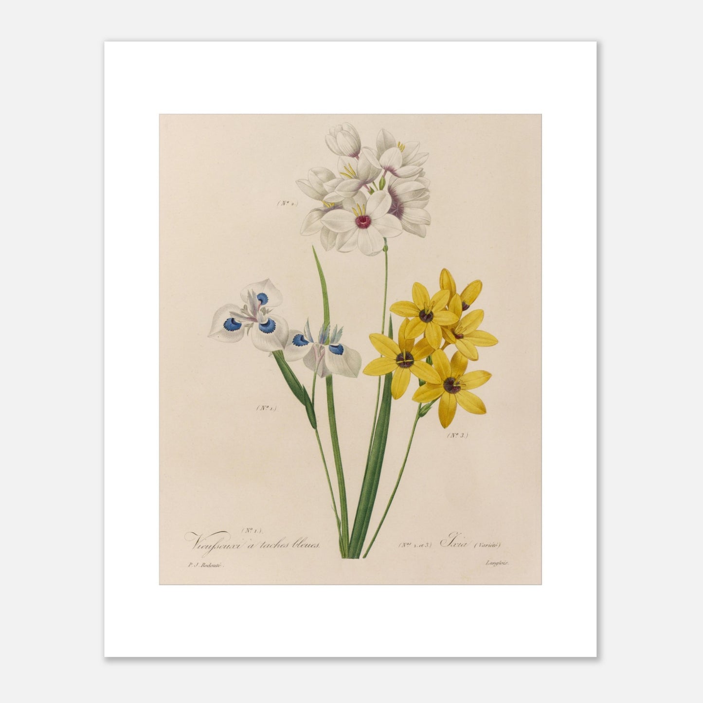 Reproduction planche botanique Vieusseuxia à Taches Bleues Redouté (40x50 cm). Planche botanique ancienne de Vieusseuxia à Taches Bleues par Pierre-Joseph Redouté, montrant des fleurs blanches, bleues et jaunes sur fond beige.