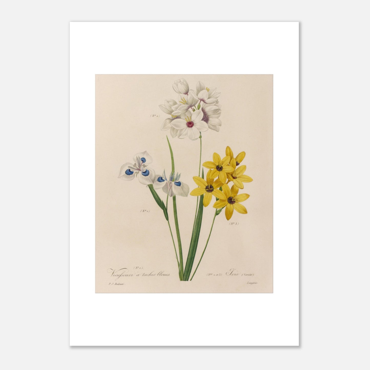 Reproduction planche botanique Vieusseuxia à Taches Bleues Redouté (42x59,4 cm (A2)). Planche botanique ancienne de Vieusseuxia à Taches Bleues par Pierre-Joseph Redouté, montrant des fleurs blanches, bleues et jaunes sur fond beige.