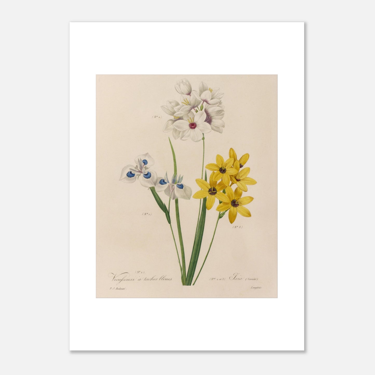 Reproduction planche botanique Vieusseuxia à Taches Bleues Redouté (50x70 cm). Planche botanique ancienne de Vieusseuxia à Taches Bleues par Pierre-Joseph Redouté, montrant des fleurs blanches, bleues et jaunes sur fond beige.