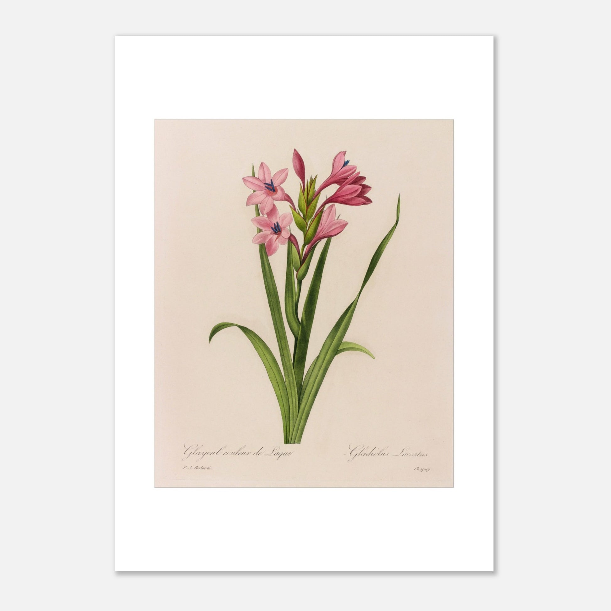 Reproduction planche Glaïeul Couleur de Laque Pierre-Joseph Redouté (21x29,7 cm (A4)). Planche naturaliste d'un Glaïeul couleur de Laque par Pierre-Joseph Redouté, montrant des fleurs roses aux étamines bleues sur des tiges vertes bordées de feuilles longues et fines.