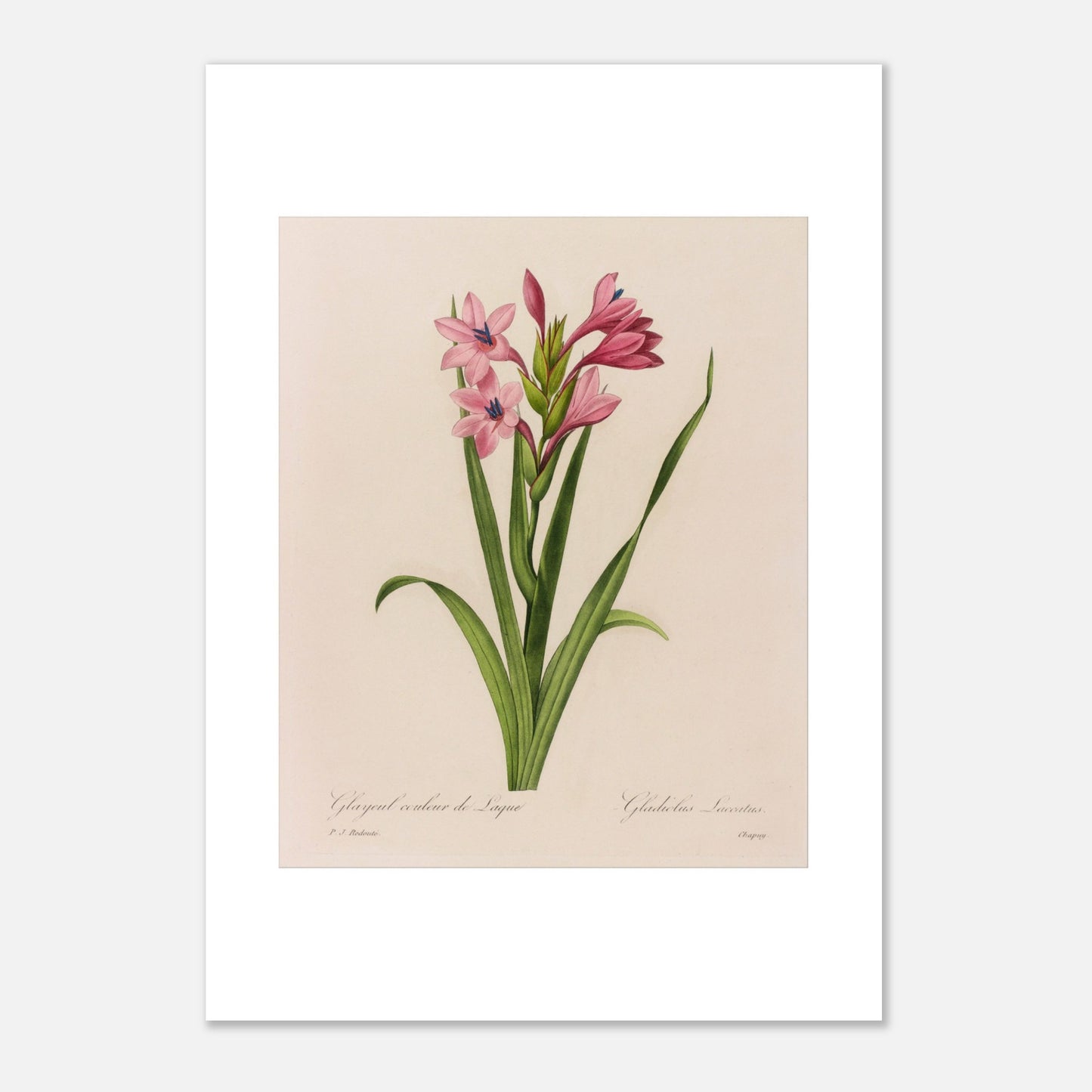 Reproduction planche Glaïeul Couleur de Laque Pierre-Joseph Redouté (29,7x42 cm (A3)). Planche naturaliste d'un Glaïeul couleur de Laque par Pierre-Joseph Redouté, montrant des fleurs roses aux étamines bleues sur des tiges vertes bordées de feuilles longues et fines.