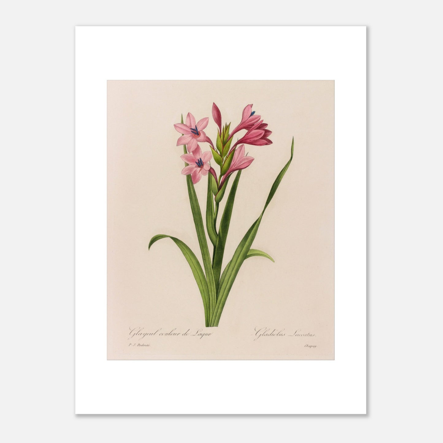 Reproduction planche Glaïeul Couleur de Laque Pierre-Joseph Redouté (30x40 cm). Planche naturaliste d'un Glaïeul couleur de Laque par Pierre-Joseph Redouté, montrant des fleurs roses aux étamines bleues sur des tiges vertes bordées de feuilles longues et fines.