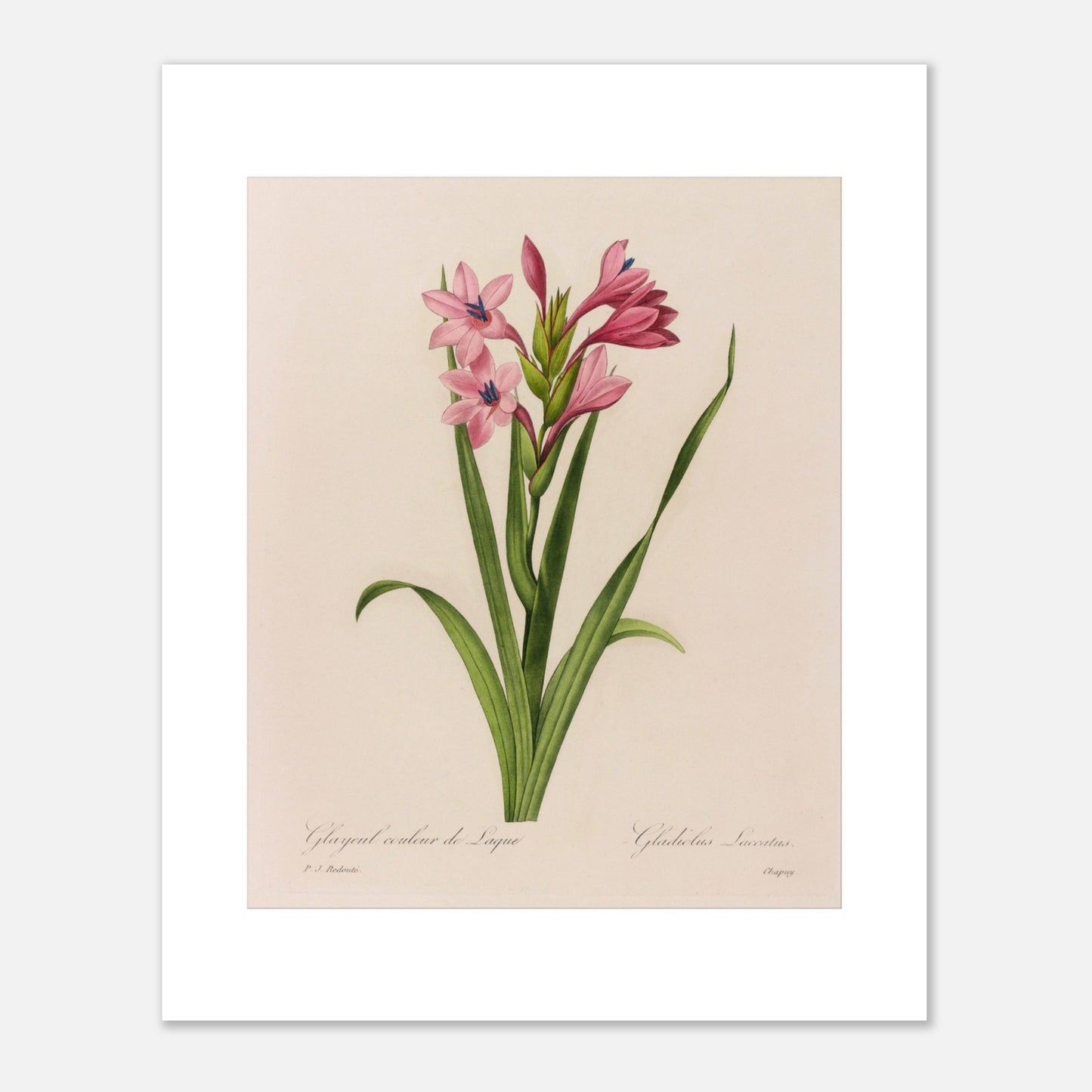 Reproduction planche Glaïeul Couleur de Laque Pierre-Joseph Redouté (40x50 cm). Planche naturaliste d'un Glaïeul couleur de Laque par Pierre-Joseph Redouté, montrant des fleurs roses aux étamines bleues sur des tiges vertes bordées de feuilles longues et fines.