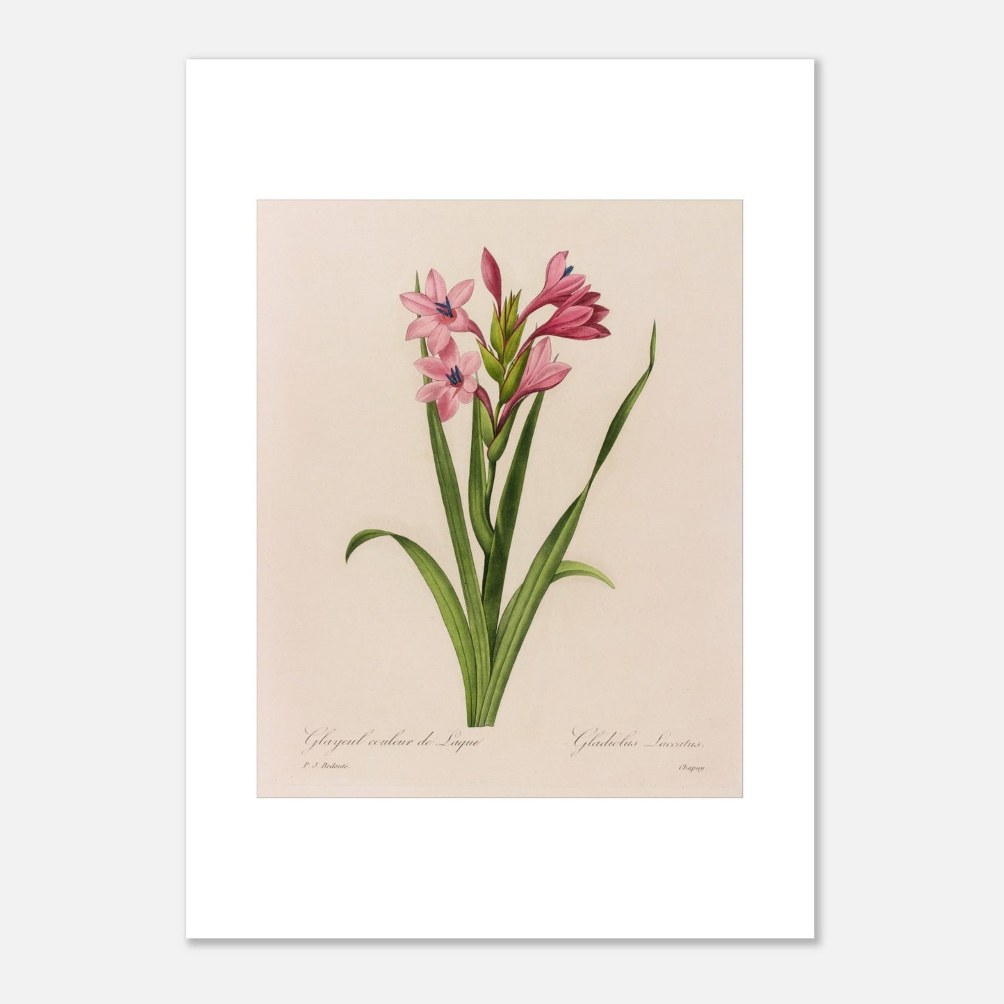 Reproduction planche Glaïeul Couleur de Laque Pierre-Joseph Redouté (50x70 cm). Planche naturaliste d'un Glaïeul couleur de Laque par Pierre-Joseph Redouté, montrant des fleurs roses aux étamines bleues sur des tiges vertes bordées de feuilles longues et fines.