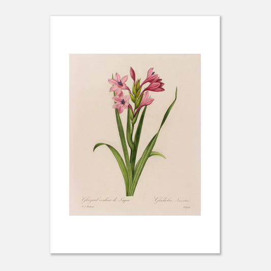 Reproduction planche Glaïeul Couleur de Laque Pierre-Joseph Redouté (50x70 cm). Planche naturaliste d'un Glaïeul couleur de Laque par Pierre-Joseph Redouté, montrant des fleurs roses aux étamines bleues sur des tiges vertes bordées de feuilles longues et fines.