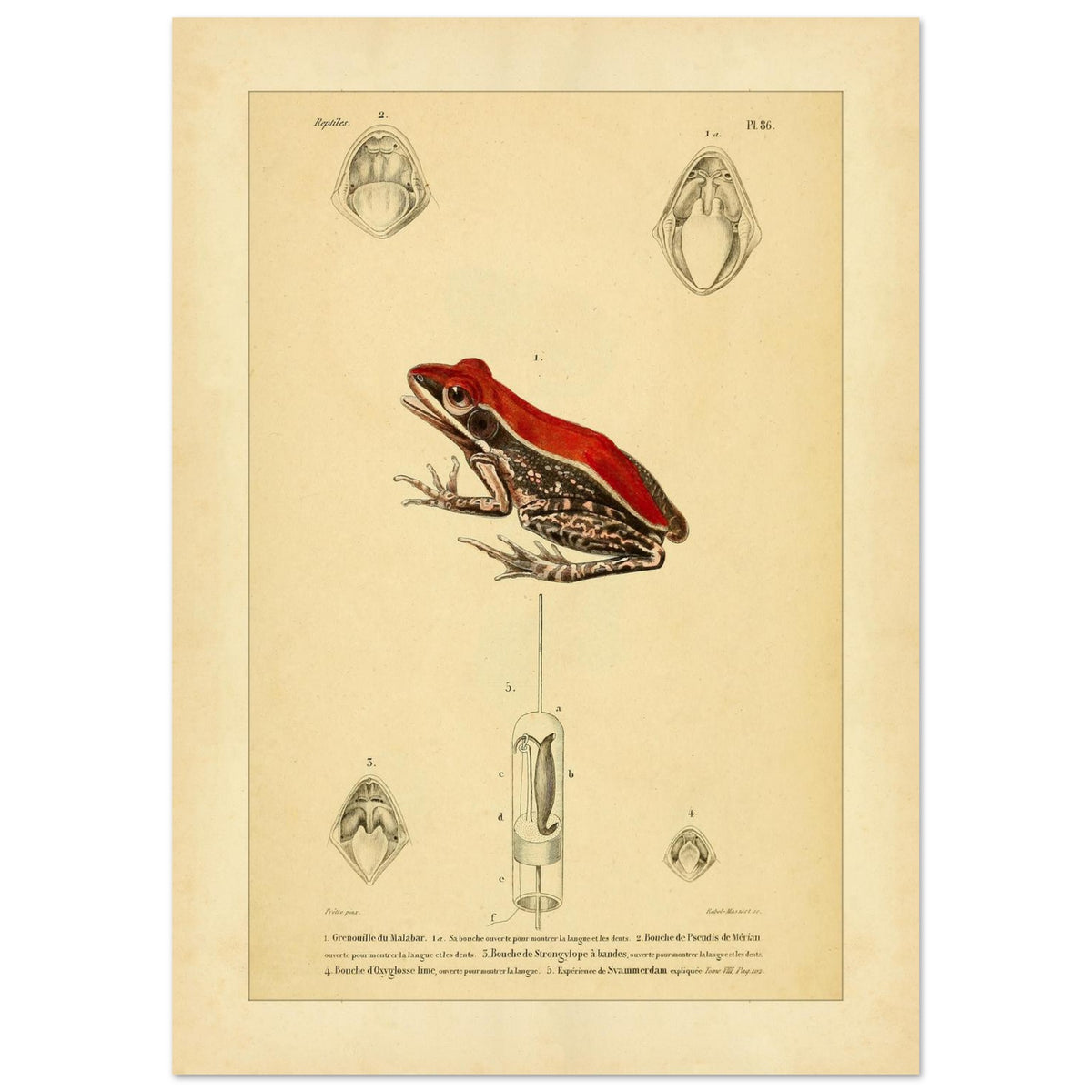 Planche d'Herpétologie : Grenouille du Malabar et Pseudis de Mérian (21x29,7 cm (A4)). Planche d'herpétologie représentant une grenouille du Malabar aux couleurs vives et des vues anatomiques de la bouche et de la langue.