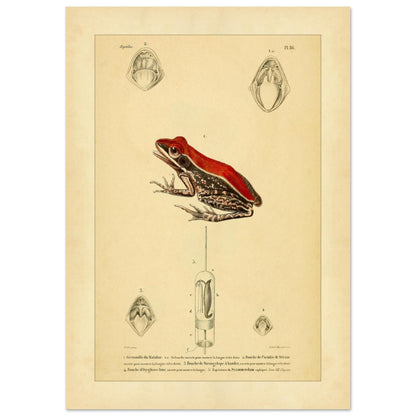 Planche d'Herpétologie : Grenouille du Malabar et Pseudis de Mérian (21x29,7 cm (A4)). Planche d'herpétologie représentant une grenouille du Malabar aux couleurs vives et des vues anatomiques de la bouche et de la langue.