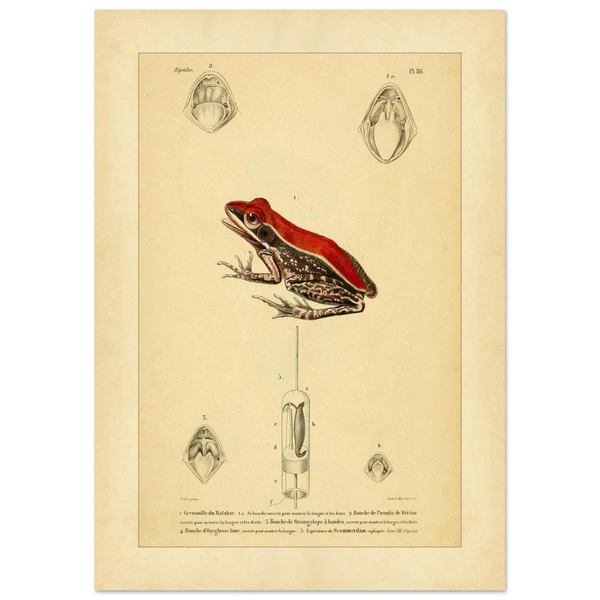 Planche d'Herpétologie : Grenouille du Malabar et Pseudis de Mérian (29,7x42 cm (A3)). Planche d'herpétologie représentant une grenouille du Malabar aux couleurs vives et des vues anatomiques de la bouche et de la langue.