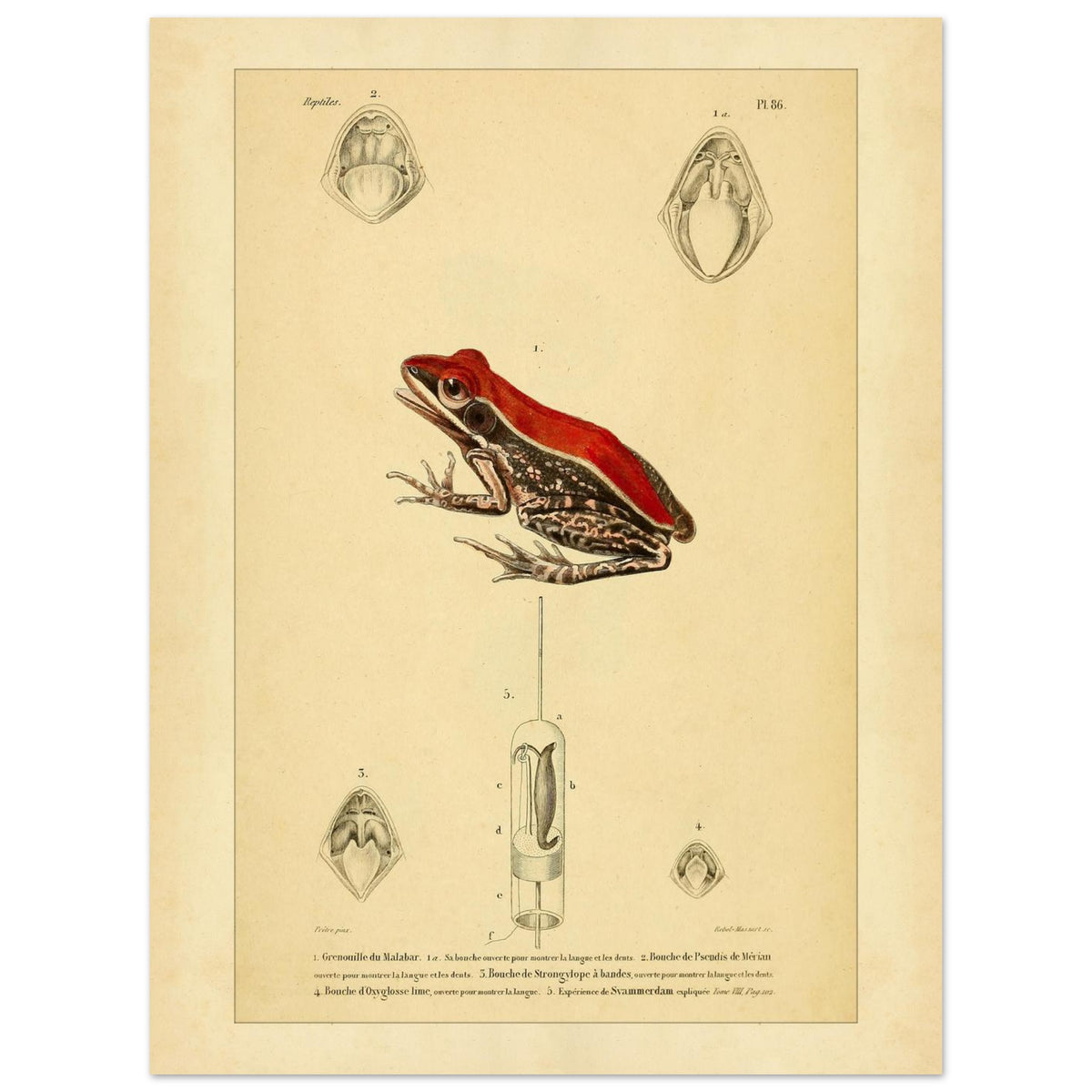 Planche d'Herpétologie : Grenouille du Malabar et Pseudis de Mérian (30x40 cm). Planche d'herpétologie représentant une grenouille du Malabar aux couleurs vives et des vues anatomiques de la bouche et de la langue.