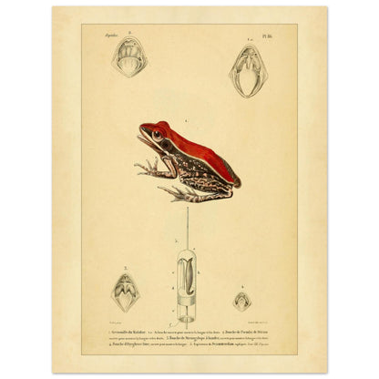 Planche d'Herpétologie : Grenouille du Malabar et Pseudis de Mérian (30x40 cm). Planche d'herpétologie représentant une grenouille du Malabar aux couleurs vives et des vues anatomiques de la bouche et de la langue.