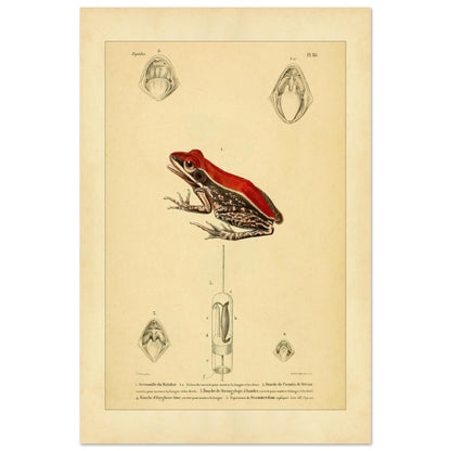 Planche d'Herpétologie : Grenouille du Malabar et Pseudis de Mérian (40x60 cm). Planche d'herpétologie représentant une grenouille du Malabar aux couleurs vives et des vues anatomiques de la bouche et de la langue.