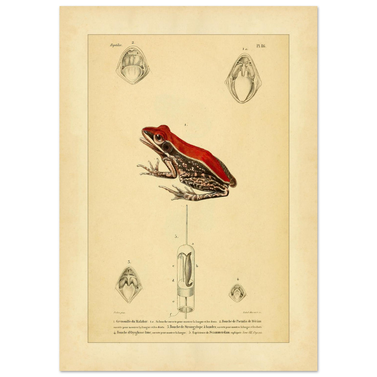Planche d'Herpétologie : Grenouille du Malabar et Pseudis de Mérian (42x59,4 cm (A2)). Planche d'herpétologie représentant une grenouille du Malabar aux couleurs vives et des vues anatomiques de la bouche et de la langue.