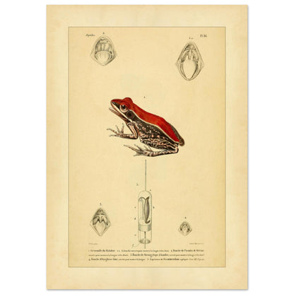 Planche d'Herpétologie : Grenouille du Malabar et Pseudis de Mérian (42x59,4 cm (A2)). Planche d'herpétologie représentant une grenouille du Malabar aux couleurs vives et des vues anatomiques de la bouche et de la langue.