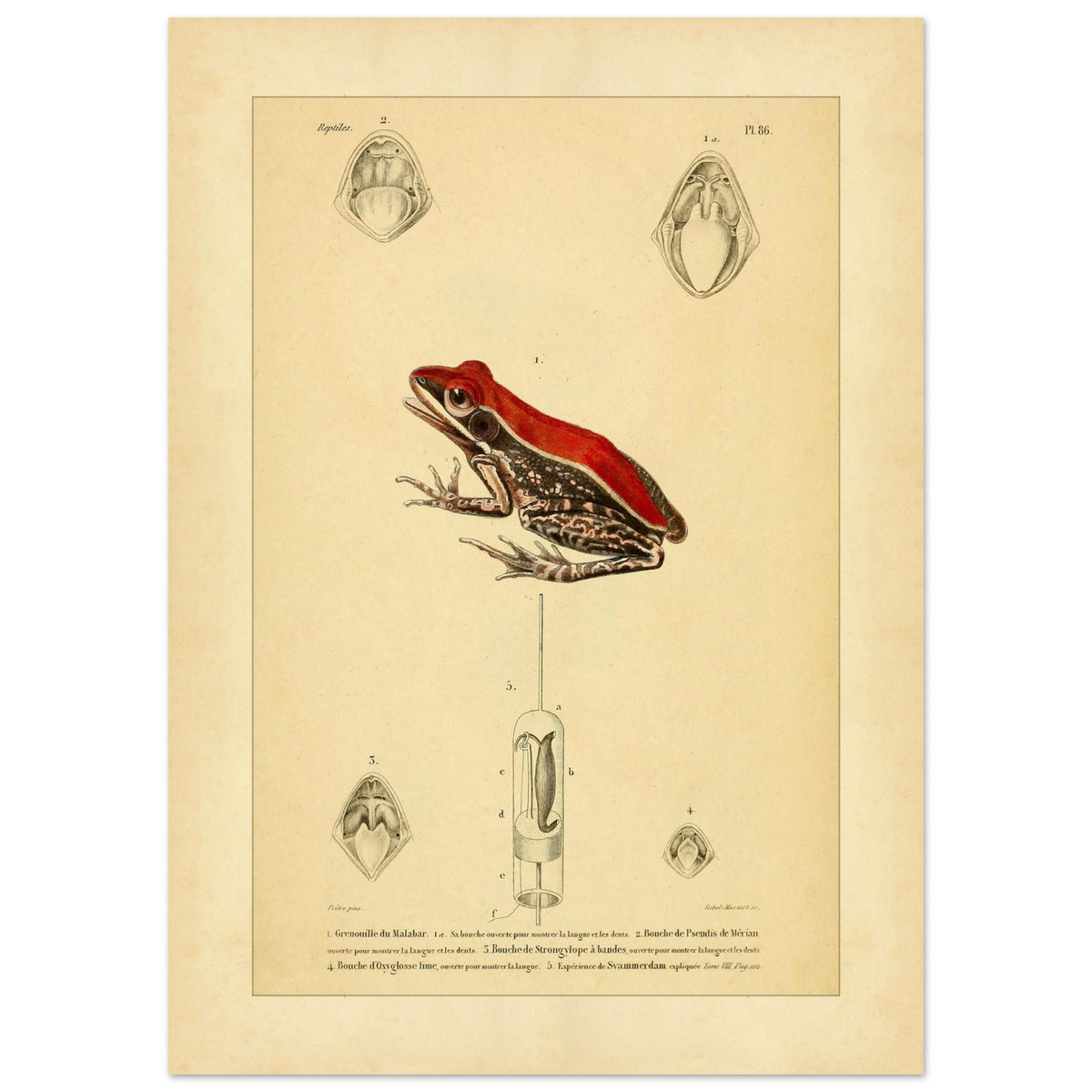 Planche d'Herpétologie : Grenouille du Malabar et Pseudis de Mérian (50x70 cm). Planche d'herpétologie représentant une grenouille du Malabar aux couleurs vives et des vues anatomiques de la bouche et de la langue.