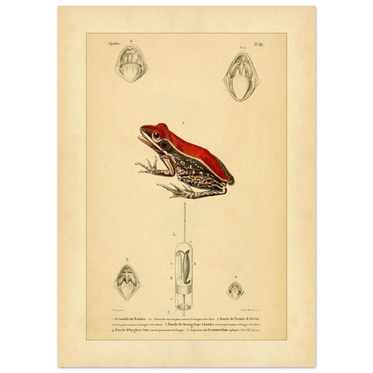 Herpetologie-Tafel: Malabar-Frosch und Pseudis (50x70 cm). Herpetologische Tafel mit der Darstellung eines bunt gefärbten Malabar-Froschs sowie anatomischen Ansichten von Maul und Zunge.