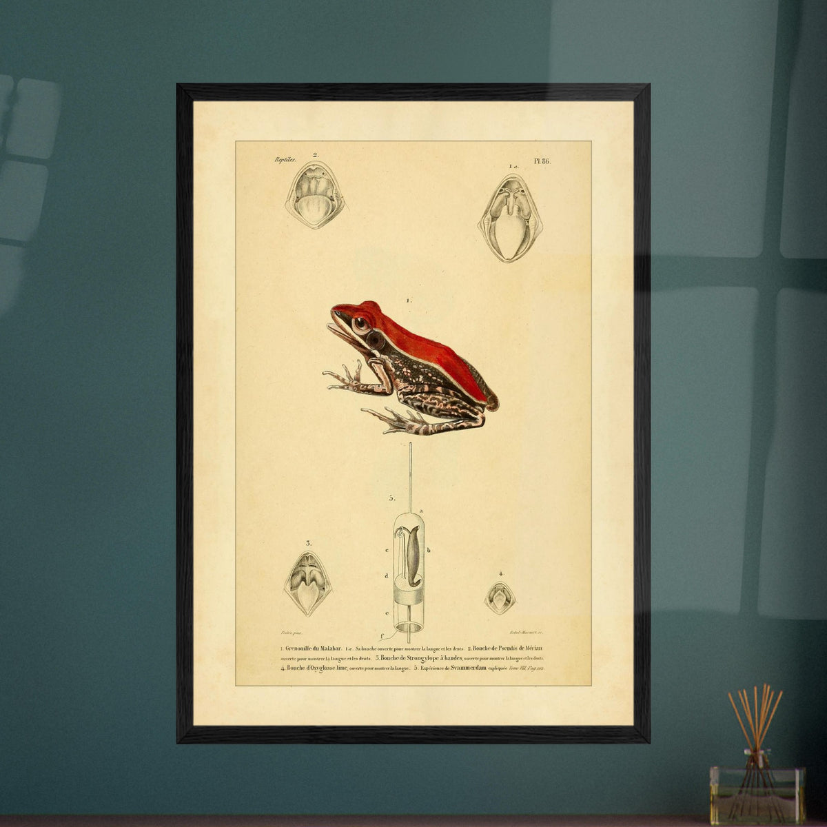 Planche d'Herpétologie : Grenouille du Malabar et Pseudis de Mérian. Planche d'herpétologie représentant une grenouille du Malabar aux couleurs vives et des vues anatomiques de la bouche et de la langue.