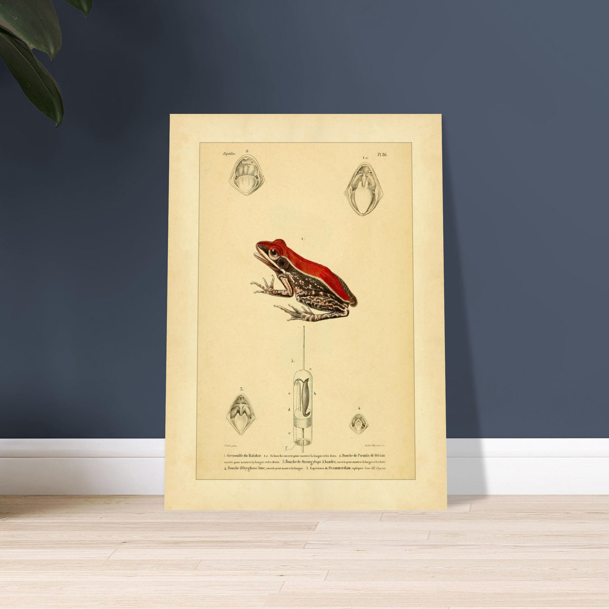 Planche d'Herpétologie : Grenouille du Malabar et Pseudis de Mérian. Planche d'herpétologie représentant une grenouille du Malabar aux couleurs vives et des vues anatomiques de la bouche et de la langue.
