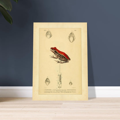 Planche d'Herpétologie : Grenouille du Malabar et Pseudis de Mérian. Planche d'herpétologie représentant une grenouille du Malabar aux couleurs vives et des vues anatomiques de la bouche et de la langue.