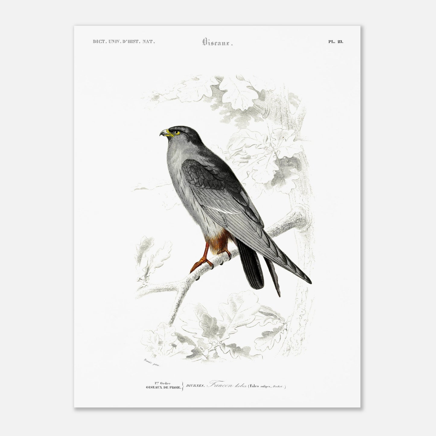 Planche naturaliste de Faucon Kobez - Charles d'Orbigny (30x40 cm). Planche d'illustration naturaliste du Dictionnaire Universel d'Histoire Naturelle de Charles d'Orbigny, montrant un faucon, identifié comme "Faucon Kobez".