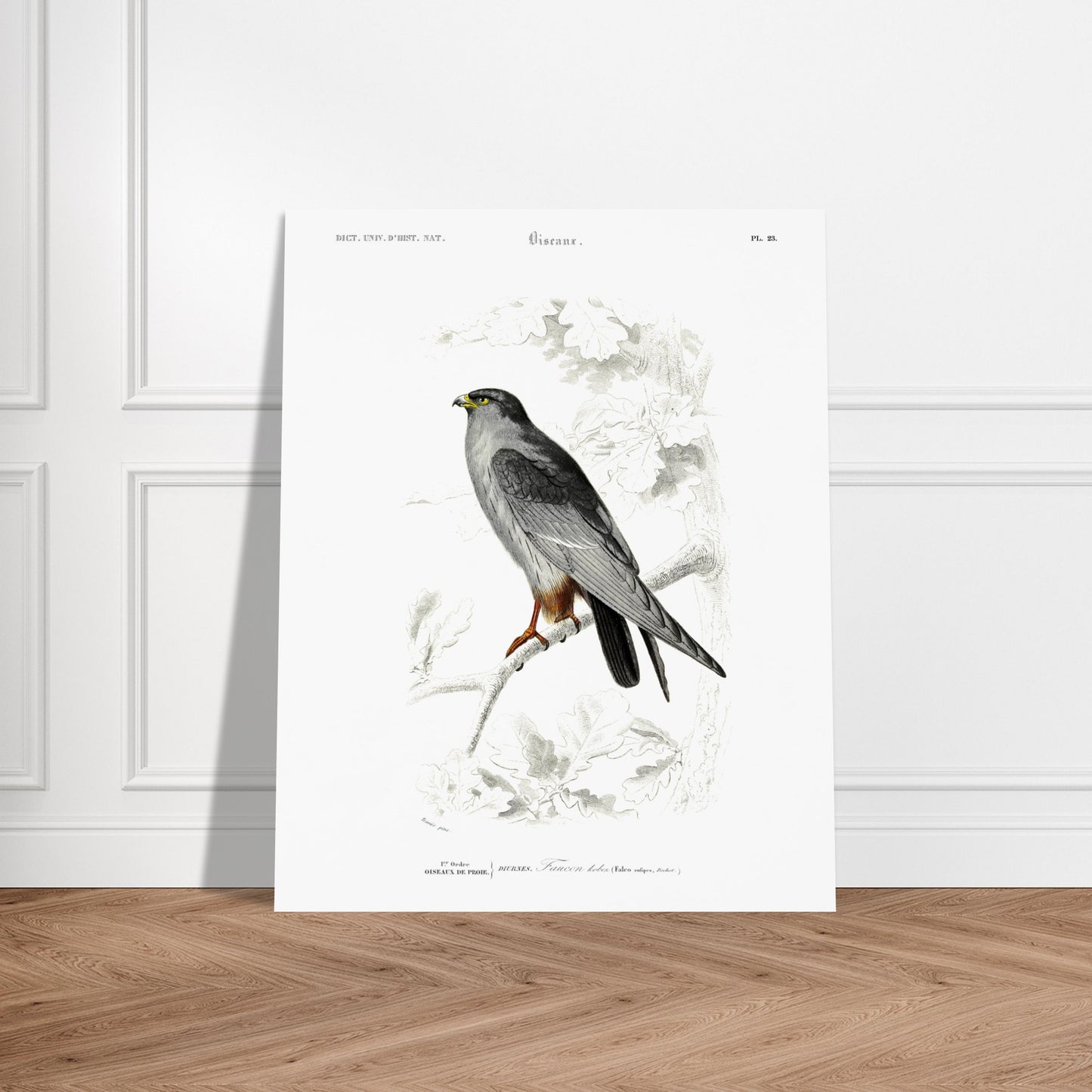 Planche naturaliste de Faucon Kobez - Charles d'Orbigny. Planche d'illustration naturaliste du Dictionnaire Universel d'Histoire Naturelle de Charles d'Orbigny, montrant un faucon, identifié comme "Faucon Kobez". Image d'illustration 5
