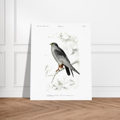 Planche naturaliste de Faucon Kobez - Charles d'Orbigny. Planche d'illustration naturaliste du Dictionnaire Universel d'Histoire Naturelle de Charles d'Orbigny, montrant un faucon, identifié comme "Faucon Kobez". Image d'illustration 5