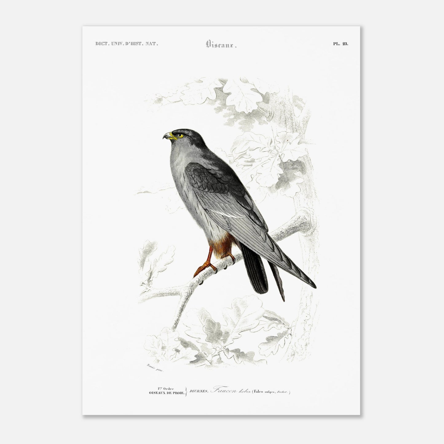 Planche naturaliste de Faucon Kobez - Charles d'Orbigny (50x70 cm). Planche d'illustration naturaliste du Dictionnaire Universel d'Histoire Naturelle de Charles d'Orbigny, montrant un faucon, identifié comme "Faucon Kobez".