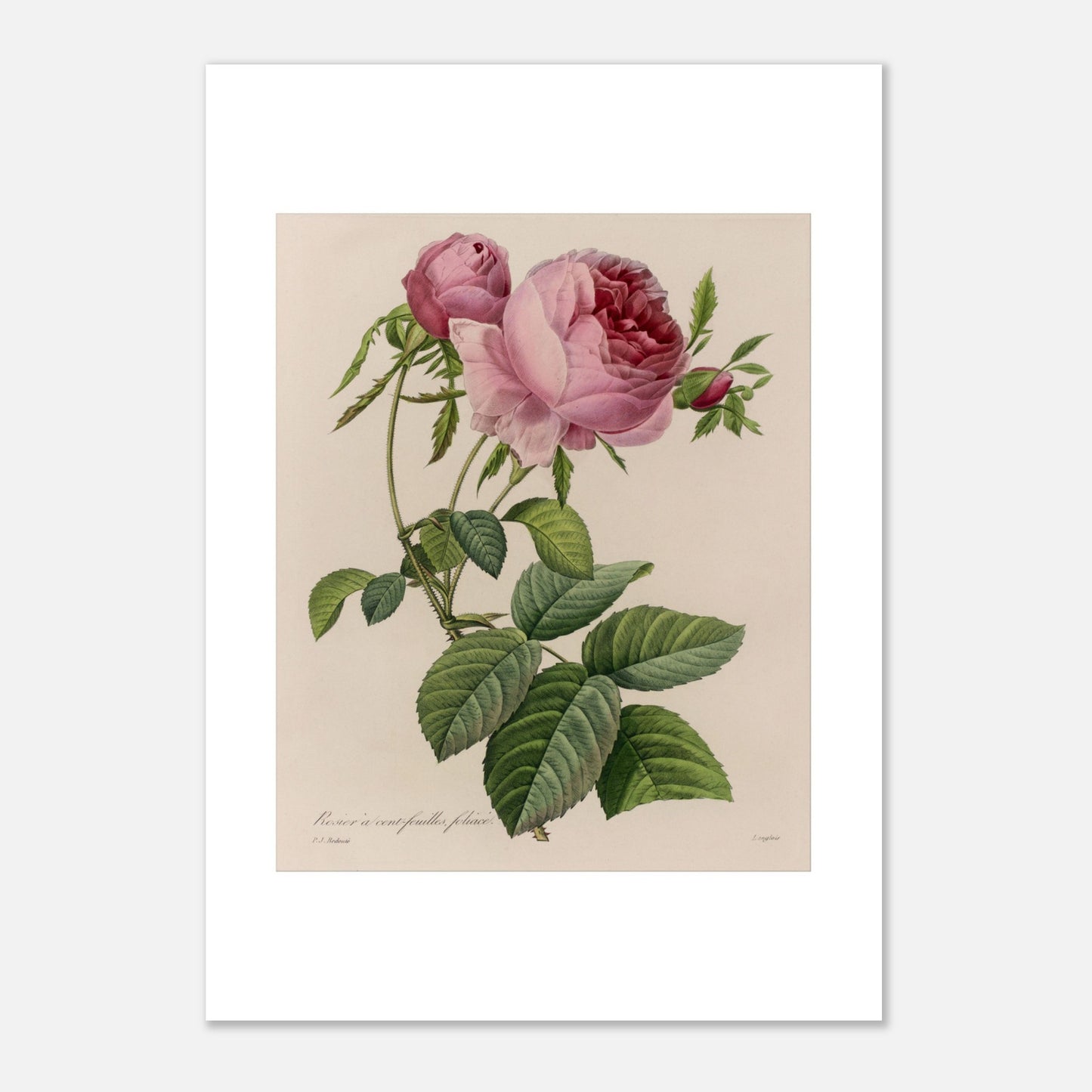 Reproduction planche Rosier à Cent Feuilles Foliacé de Redouté (21x29,7 cm (A4)). Illustration botanique naturaliste ancienne d'un rosier à cent feuilles par Pierre-Joseph Redouté, représentant une tige avec une grande fleur rose ouverte et des boutons.