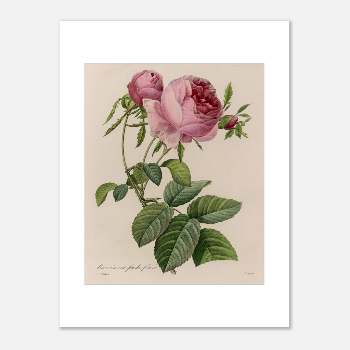 Reproduction planche Rosier à Cent Feuilles Foliacé de Redouté (30x40 cm). Illustration botanique naturaliste ancienne d'un rosier à cent feuilles par Pierre-Joseph Redouté, représentant une tige avec une grande fleur rose ouverte et des boutons.