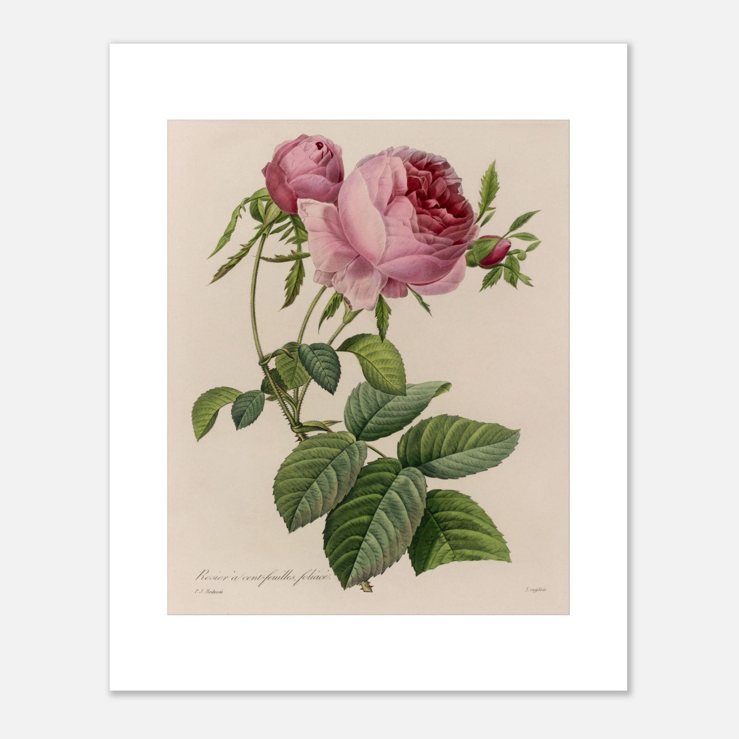 Reproduction planche Rosier à Cent Feuilles Foliacé de Redouté (40x50 cm). Illustration botanique naturaliste ancienne d'un rosier à cent feuilles par Pierre-Joseph Redouté, représentant une tige avec une grande fleur rose ouverte et des boutons.
