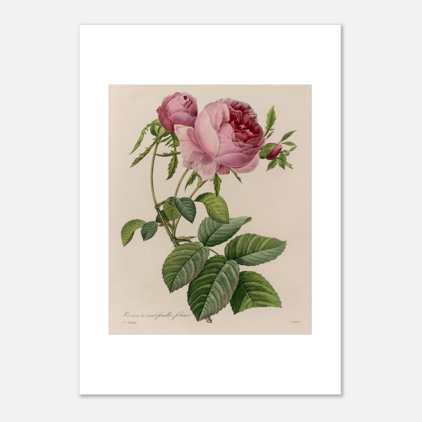 Reproduction planche Rosier à Cent Feuilles Foliacé de Redouté (42x59,4 cm (A2)). Illustration botanique naturaliste ancienne d'un rosier à cent feuilles par Pierre-Joseph Redouté, représentant une tige avec une grande fleur rose ouverte et des boutons.