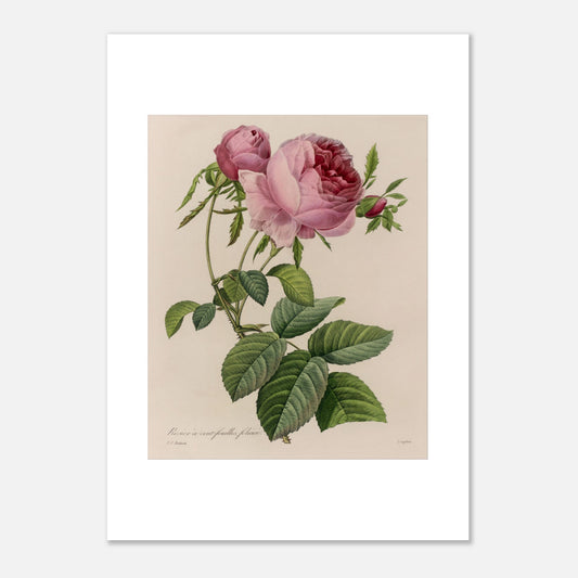 Reproduction planche Rosier à Cent Feuilles Foliacé de Redouté (50x70 cm). Illustration botanique naturaliste ancienne d'un rosier à cent feuilles par Pierre-Joseph Redouté, représentant une tige avec une grande fleur rose ouverte et des boutons.
