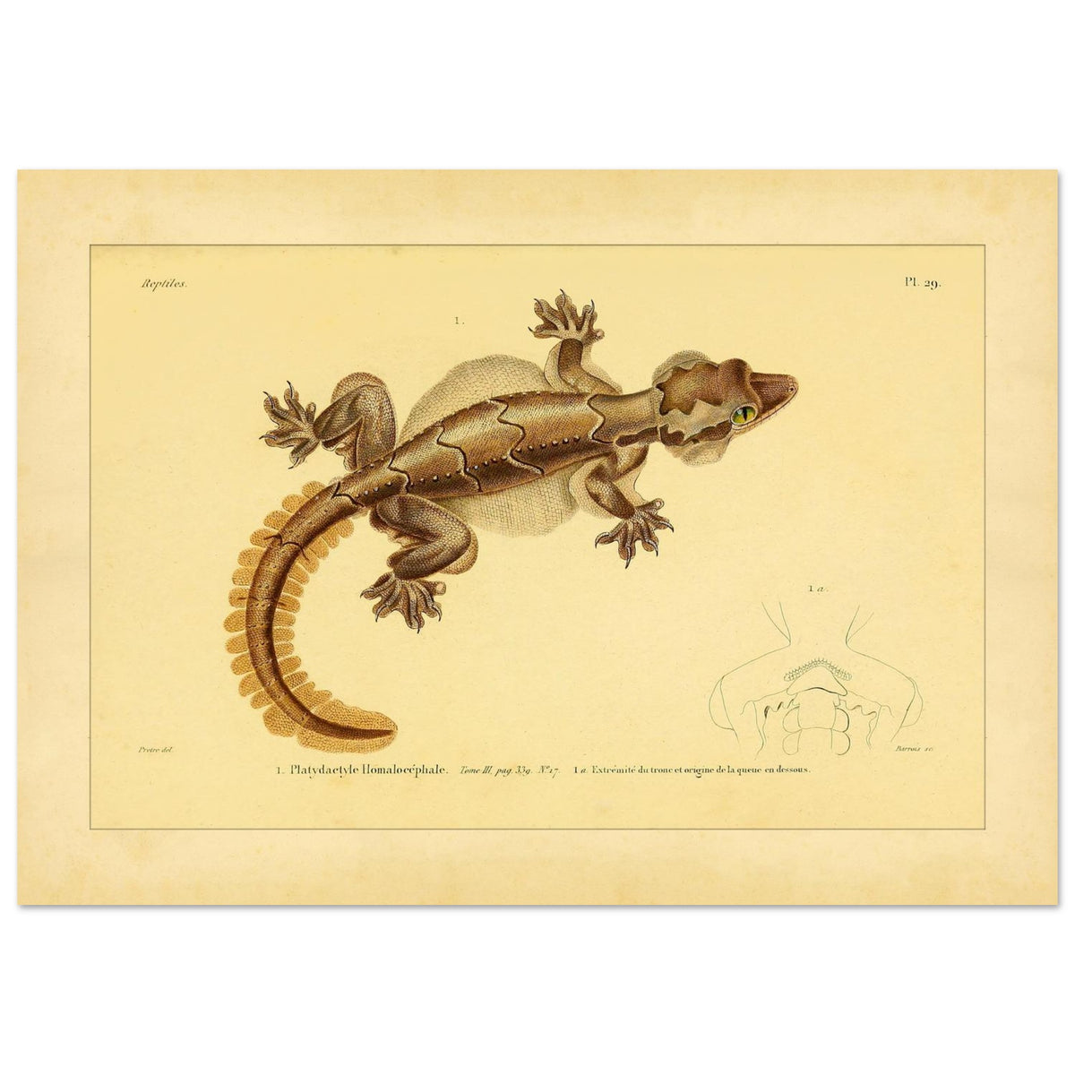 Scientific Illustration of the Flat-headed Platydactyl (21x29,7 cm (A4)). Ancient scientific illustration of the flat-headed platydactyl, showing the reptile in detail with representations of its extremities.